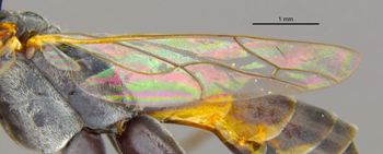 Media type: image;   Entomology 16534 Aspect: Wing hind